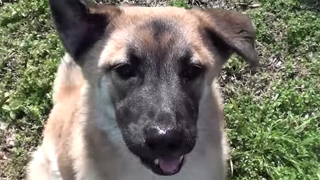 Dog With Broken Jaw - Animal Rescue Video